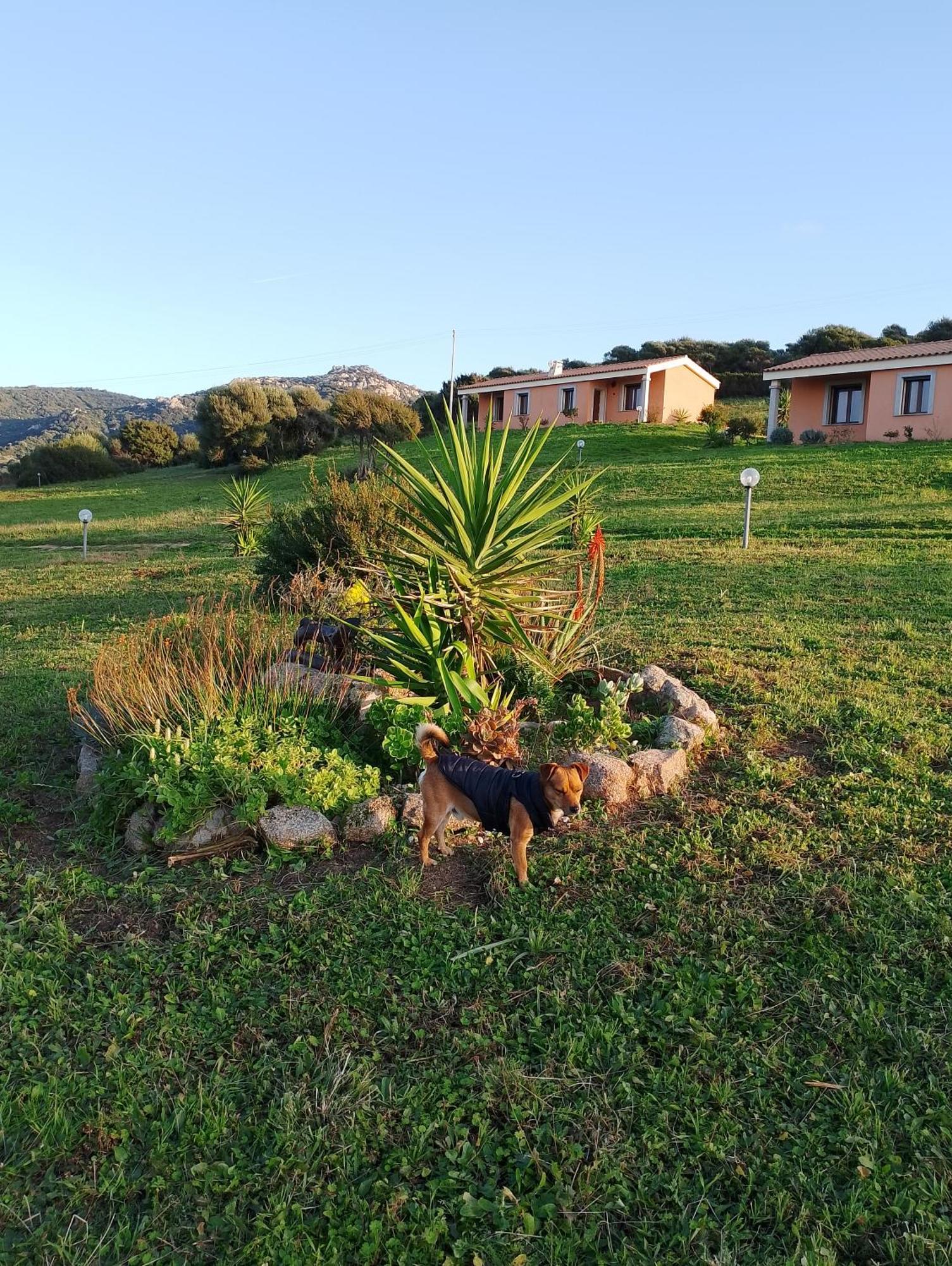 Agriturismo Gli Olivastri Appartamento Corbezzolo Con Piscina E Vista Mare,Climatizzatore,Wifi Aglientu Exterior foto